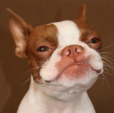 Istoria bostonului terrier, standard, natură și îngrijire (fotografie)