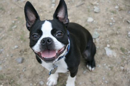 Istoria bostonului terrier, standard, natură și îngrijire (fotografie)