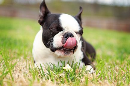 Istoria bostonului terrier, standard, natură și îngrijire (fotografie)