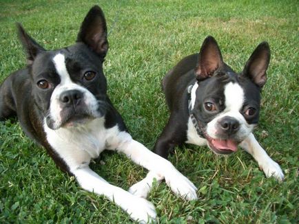 Istoria bostonului terrier, standard, natură și îngrijire (fotografie)