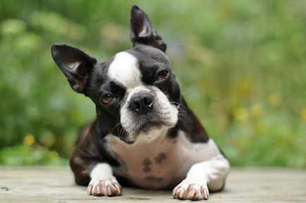 Istoria bostonului terrier, standard, natură și îngrijire (fotografie)