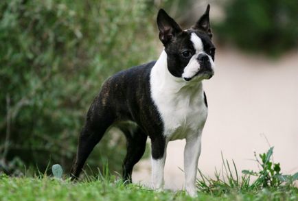 Istoria bostonului terrier, standard, natură și îngrijire (fotografie)