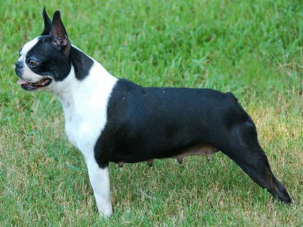 Istoria bostonului terrier, standard, natură și îngrijire (fotografie)