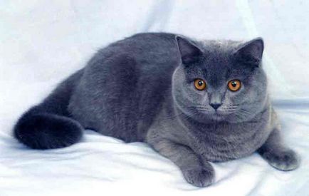 Британська короткошерста кішка опис породи з фото