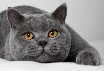Descrierea rasei de pisici britanice Shorthair cu poza