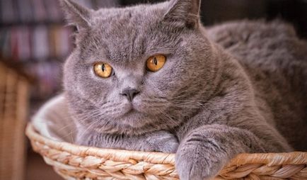 Descrierea rasei de pisici britanice Shorthair cu poza