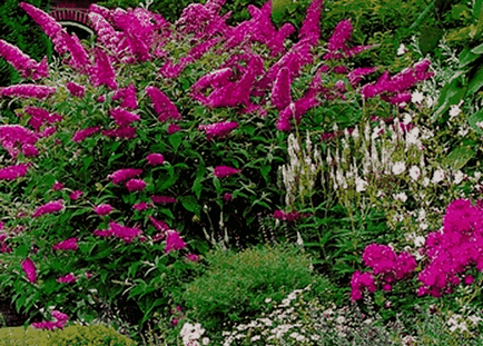 Buddleia David, idei frumoase pentru grădină