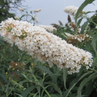 Buddleja David ültetés, gondozás és tenyésztés, fotó, növény a kertben (Buddleja) Buddleja David ültetés, gondozás és tenyésztés, fotó, növény a kertben