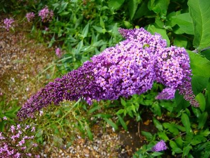 Buddleja David ültetés, gondozás és tenyésztés, fotó, növény a kertben (ellátás) Buddleja David ültetés, gondozás és tenyésztés, fotó, növény a kertben
