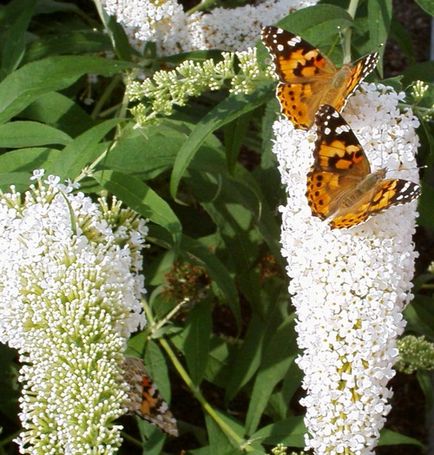 Buddleja David ültetés, gondozás és tenyésztés, fotó, növény a kertben (Buddleja) Buddleja David ültetés, gondozás és tenyésztés, fotó, növény a kertben