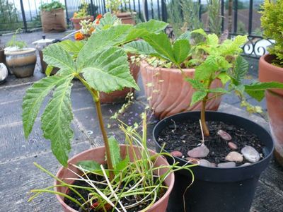 Buddleia David plantare, îngrijire și reproducere, fotografie, plante o grădină