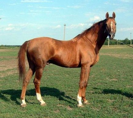 Будьонівська порода коней - історія, цікаві факти, фото