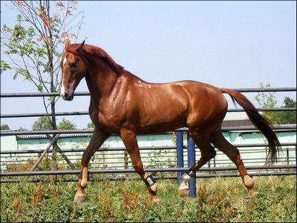 Будьонівська порода коней - історія, цікаві факти, фото