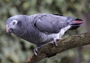 Бурохвостий жако (psittacus erithacus timneh), жако, домашні вихованці