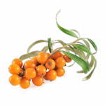 Tea készült körömvirág hasznos tulajdonságokkal, ellenjavallatok, receptek (tulajdonságok) Tea készült körömvirág hasznos tulajdonságok, ellenjavallatok, receptek