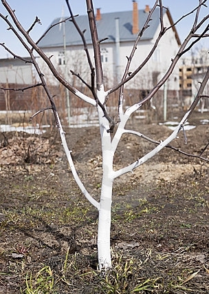 Чим білити дерева