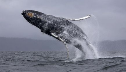 Ce face o balenă diferită de un delfin, care este diferența