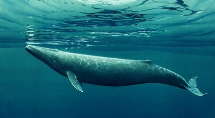 Ce face o balenă diferită de un delfin, care este diferența