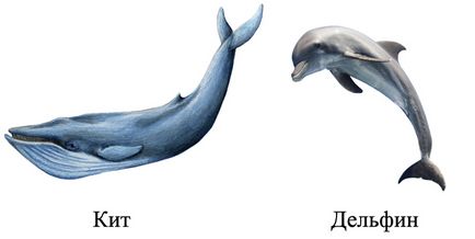 Ce face o balenă diferită de un delfin, care este diferența