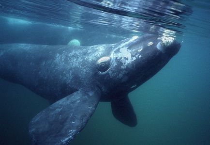 Ce face o balenă diferită de un delfin, care este diferența