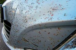 Pentru a curăța muștele de la o bara de protecție, cele mai eficiente mijloace