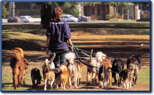 Reader BC „regionális törvény rendelkezik a közigazgatási felelősség a kutyatulajdonosok