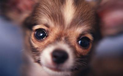 Chihuahua este o inimă mare într-un mic corp