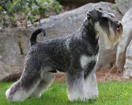 Miniatura Schnauzer fotografie, descrierea rasei, natură, îngrijire, video