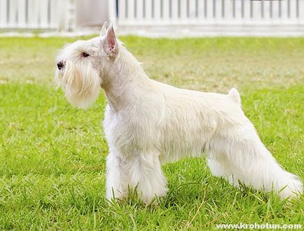 Miniatura Schnauzer, o caracteristică a tuturor tipurilor de rock