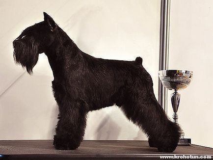 Miniatura Schnauzer, o caracteristică a tuturor tipurilor de rock