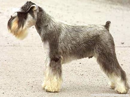 Miniatura Schnauzer, o caracteristică a tuturor tipurilor de rock