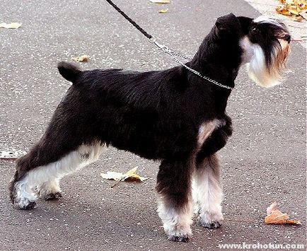 Miniatura Schnauzer, o caracteristică a tuturor tipurilor de rock