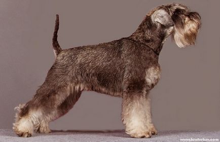 Miniatura Schnauzer, o caracteristică a tuturor tipurilor de rock