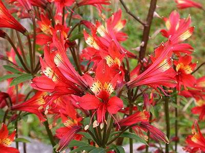 Flori alstroemeria cu cultivarea fotografiilor și îngrijirea florilor alstroemeria - viața mea