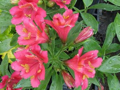 Alstroemeria цветя с снимка, отглеждане и грижи за цвете Alstroemeria - моят живот