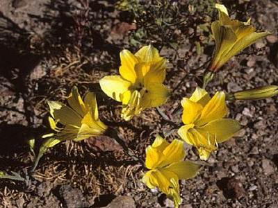 Flori alstroemeria cu cultivarea fotografiilor și îngrijirea florilor alstroemeria - viața mea