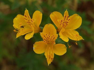 Flori alstroemeria cu cultivarea fotografiilor și îngrijirea florilor alstroemeria - viața mea