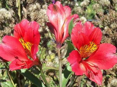 Alstroemeria virágok egy fotó, termesztése és gondozása a virág alstroemeria - az életem