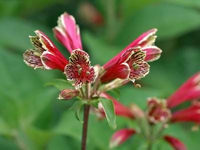 Квіти альстромерія з фото вирощування і догляд за квіткою альстромерія - my life