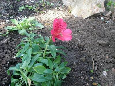 Alstroemeria virágok egy fotó, termesztése és gondozása a virág alstroemeria - az életem