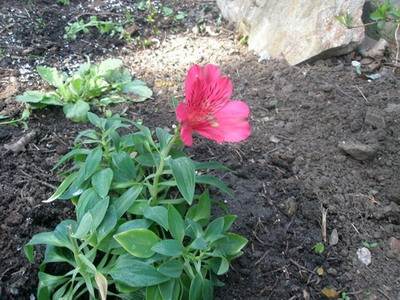 Flori alstroemeria cu cultivarea fotografiilor și îngrijirea florilor alstroemeria - viața mea