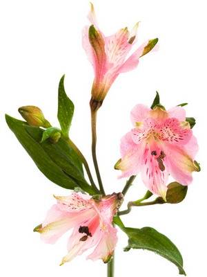 Alstroemeria virágok egy fotó, termesztése és gondozása a virág alstroemeria - az életem