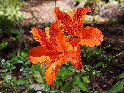 Flori alstroemeria cu cultivarea fotografiilor și îngrijirea florilor alstroemeria - viața mea