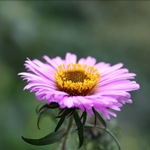 Asteria de flori - fotografii, cultivare, varietăți aster