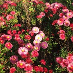 Квіти айстри - фото, вирощування, сорти айстр