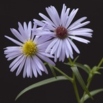 Asteria de flori - fotografii, cultivare, varietăți aster