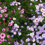 Asteria de flori - fotografii, cultivare, varietăți aster