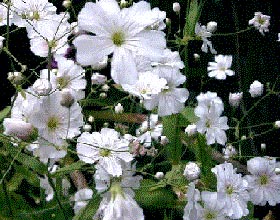 Flori kosmeya specie, cultivare