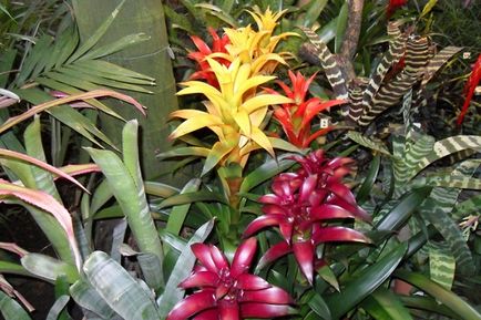 Flower bromeliad cum să faceți floare, îngrijire la domiciliu după înflorire