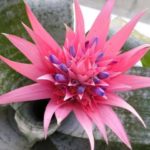 Flower bromeliad cum să faceți floare, îngrijire la domiciliu după înflorire